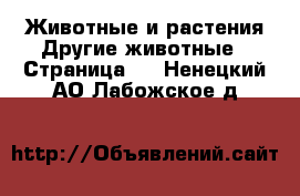 Животные и растения Другие животные - Страница 2 . Ненецкий АО,Лабожское д.